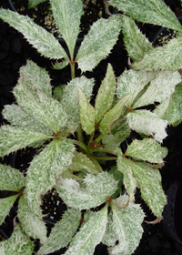 Helleborus argutifolius 'Pacific Frost'